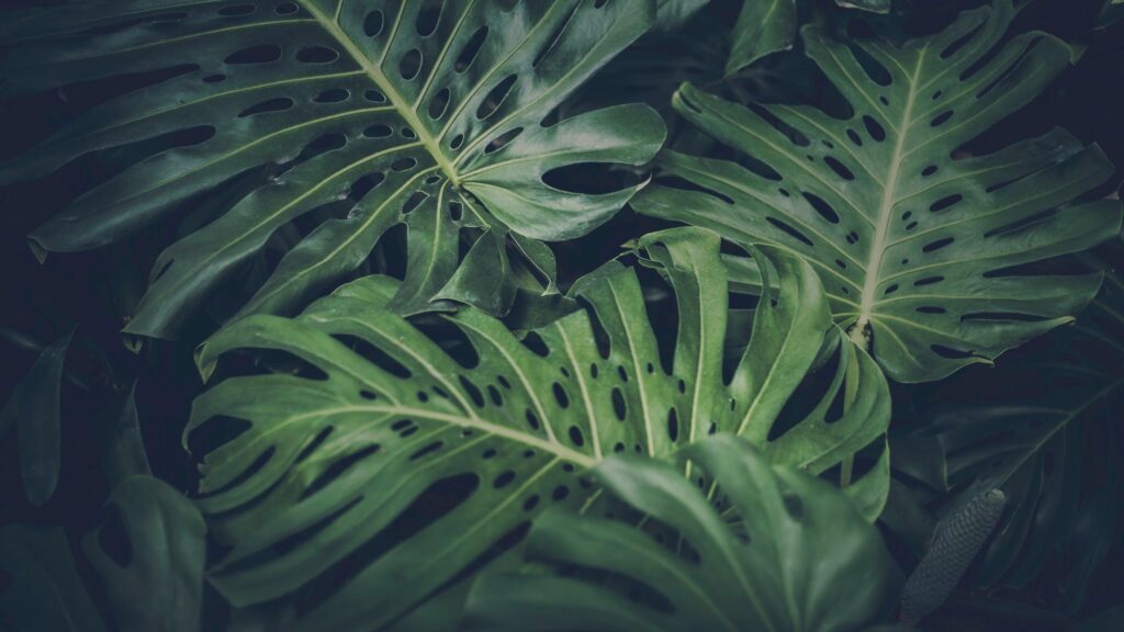 Stunning Dark Green Monstera Deliciosa Leaves Desktop Wallpaper