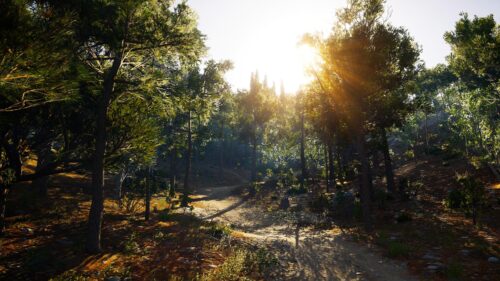 Sunlight Filtering Through Pine Forest Path Desktop Wallpaper