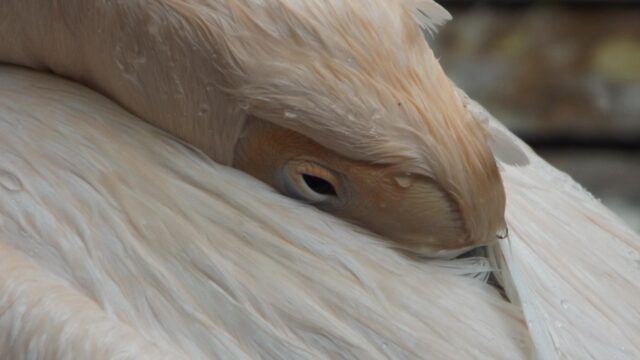 Close-up Portrait of a Resting Pelican with Soft Feathers PC Wallpaper