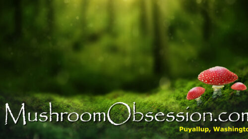 Mushroom Obsession Forest Scene Desktop Wallpaper