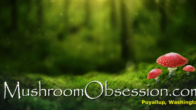 Mushroom Obsession Forest Scene Desktop Wallpaper