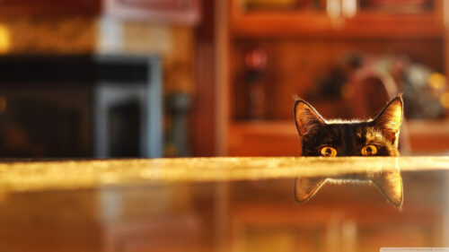 Curious Black Cat Peeking Over a Surface Desktop Wallpaper