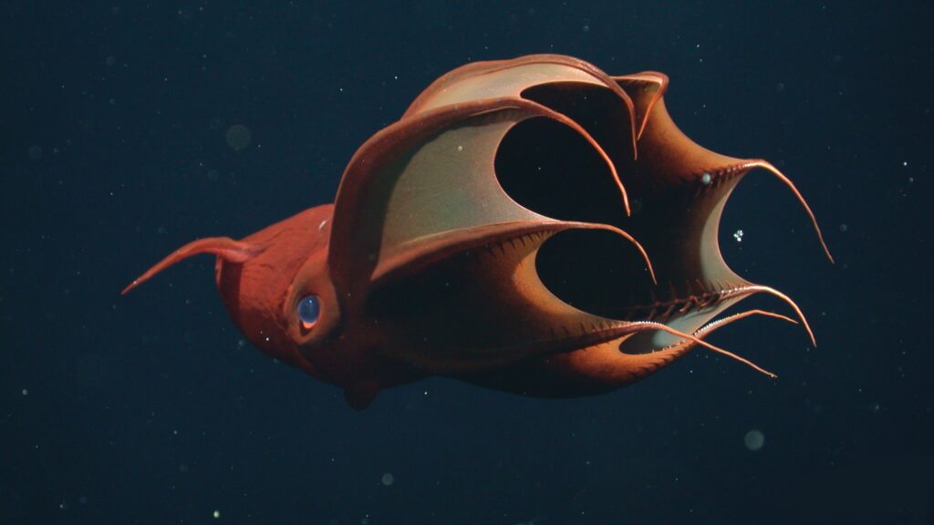 Vampire Squid Floating in Deep Ocean Waters 4K Desktop Wallpaper