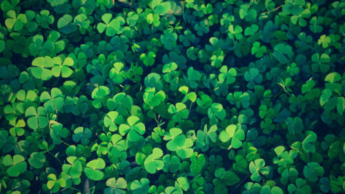 Vibrant Green Four-Leaf Clover Pattern Desktop Wallpaper