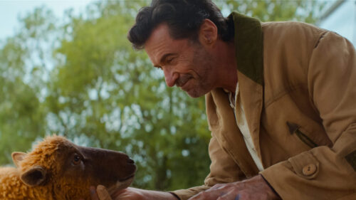 Hugh Jackman with a Sheep in a Rural Setting 4K Wallpaper
