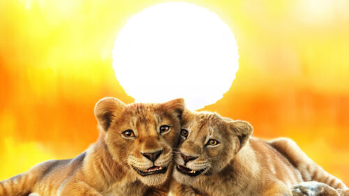 Two Young Lions Sunbathing Desktop Wallpaper