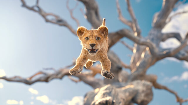 Young Lion Cub Pouncing from a Tree Desktop Wallpaper