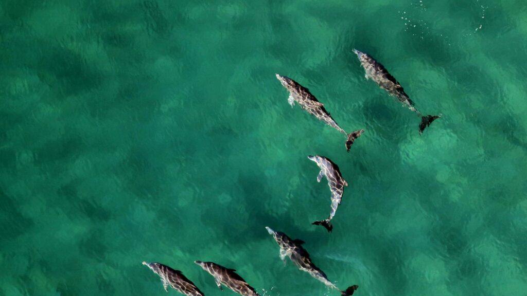 Aerial View of a Pod of Dolphins Swimming in Crystal Clear Turquoise Ocean 4K Wallpaper