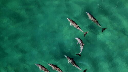 Aerial View of a Pod of Dolphins Swimming in Crystal Clear Turquoise Ocean 4K Wallpaper