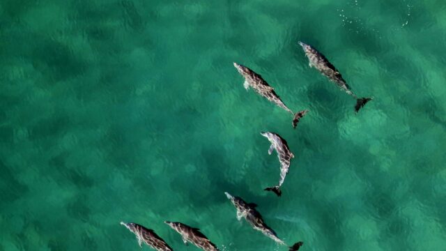 Aerial View of a Pod of Dolphins Swimming in Crystal Clear Turquoise Ocean 4K Wallpaper