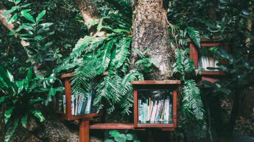 Enchanted Forest Tree Library Hidden Bookshelf Desktop Wallpaper