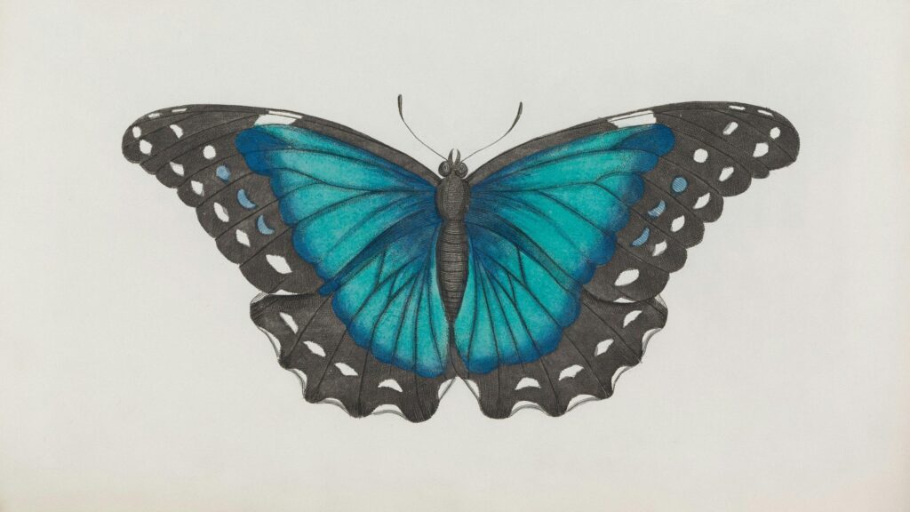 Beautiful Blue Butterfly Illustration Art Desktop Wallpaper