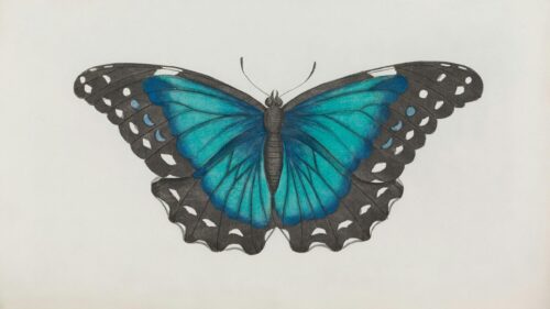 Beautiful Blue Butterfly Illustration Art Desktop Wallpaper