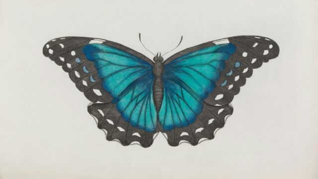 Beautiful Blue Butterfly Illustration Art Desktop Wallpaper