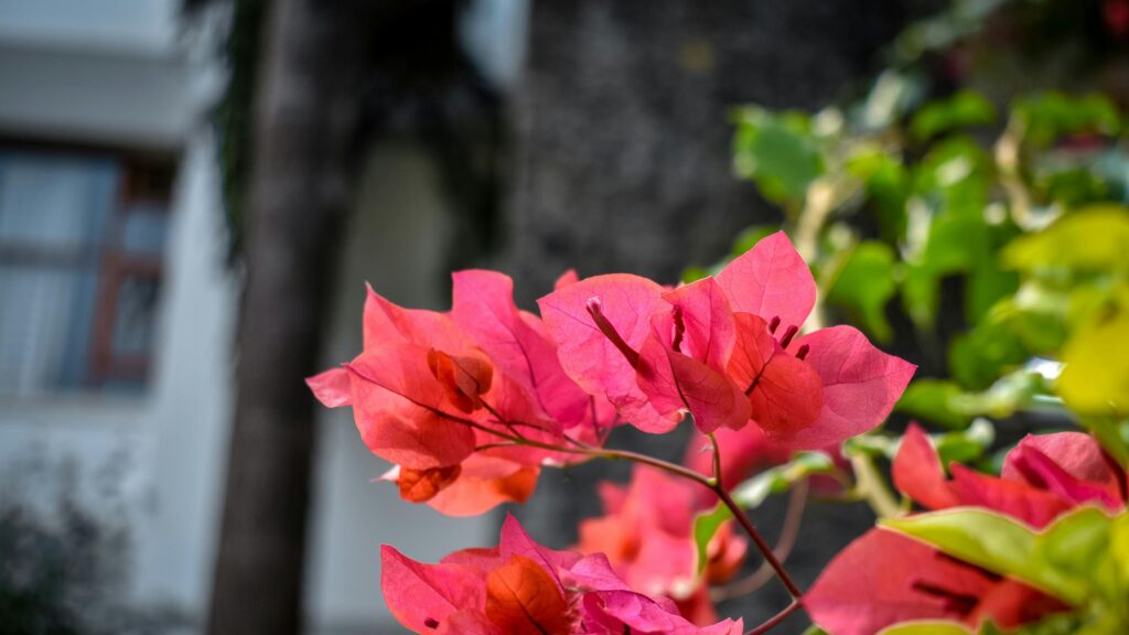 Vibrant Pink Bougainvillea Flowers Macro Nature 4K Wallpaper