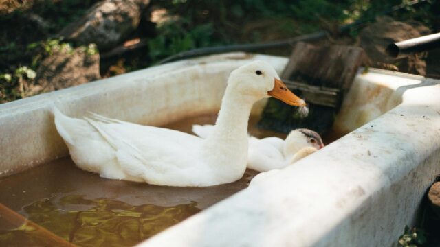 Cute White Duck Swimming in Bathtub Funny Animal 4K Wallpaper