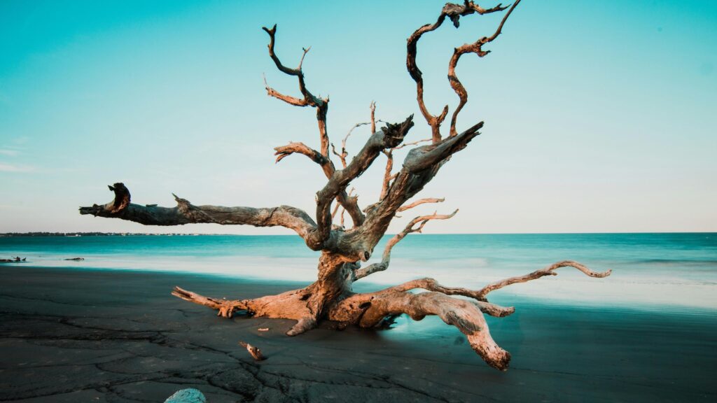 Driftwood Tree on Sandy Beach at Sunset 4K Desktop Wallpaper