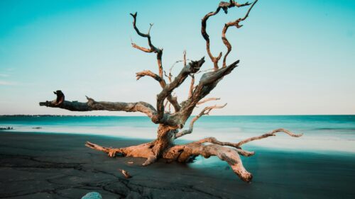 Driftwood Tree on Sandy Beach at Sunset 4K Desktop Wallpaper