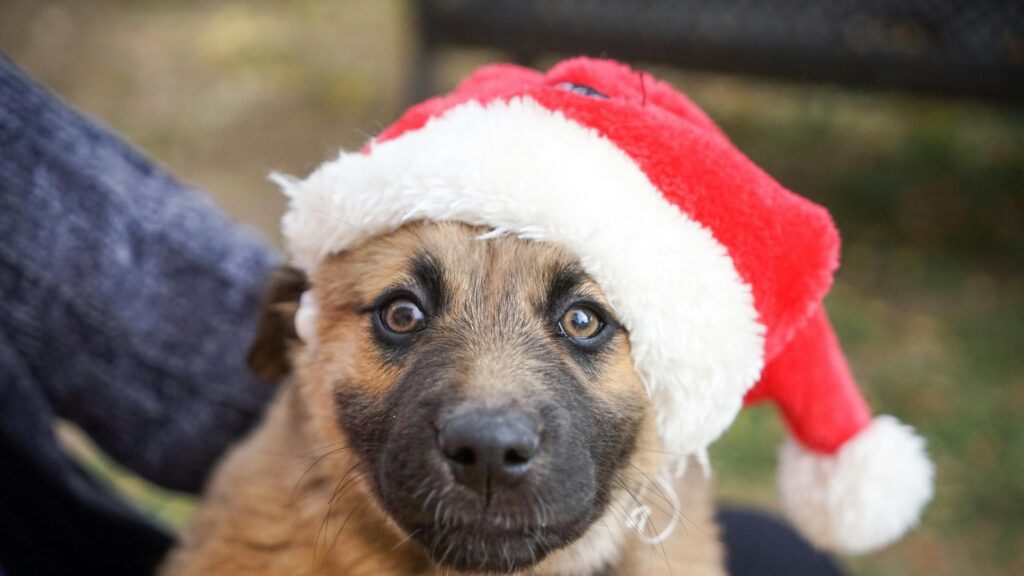 Cute Puppy Wearing Santa Hat Christmas Holiday 4K Desktop Wallpaper