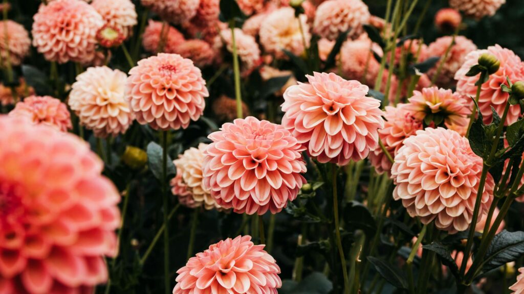 Soft Peach Dahlia Flowers Garden Landscape 4K Wallpaper