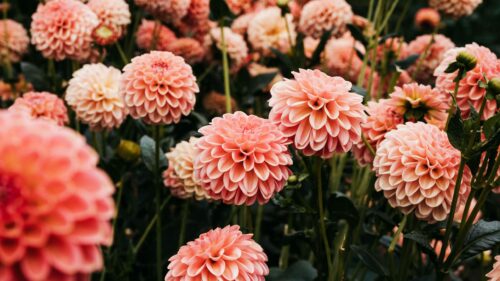Soft Peach Dahlia Flowers Garden Landscape 4K Wallpaper