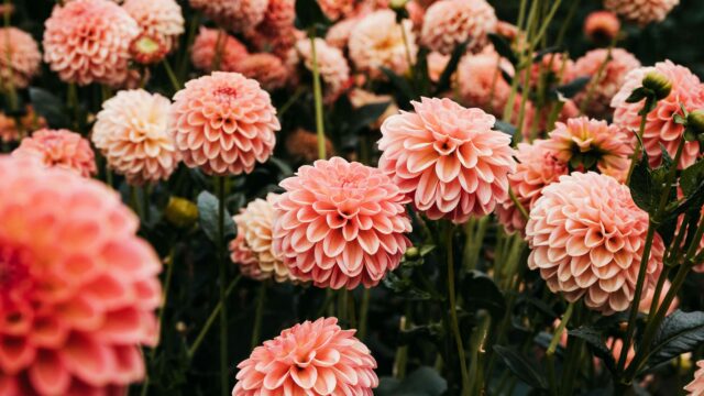 Soft Peach Dahlia Flowers Garden Landscape 4K Wallpaper