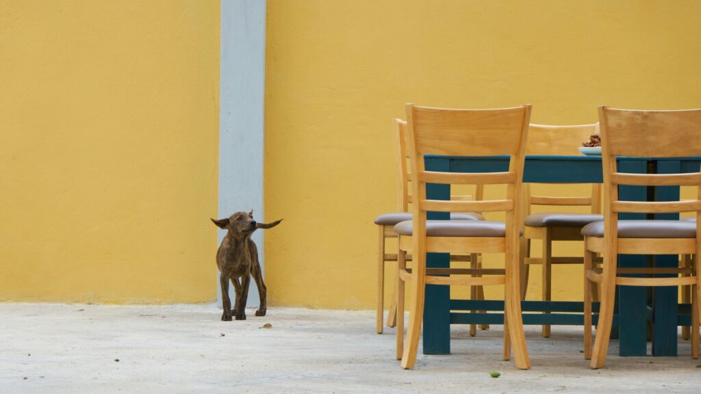 Funny Brindle Dog with Unique Ears Standing by Table Desktop Wallpaper
