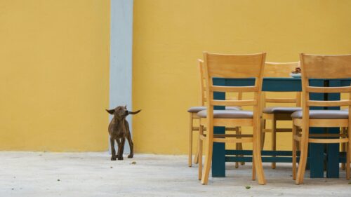 Funny Brindle Dog with Unique Ears Standing by Table Desktop Wallpaper