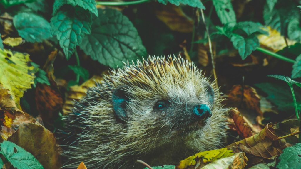Cute Hedgehog in Autumn Forest Foliage Desktop Wallpaper