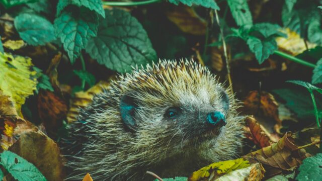 Cute Hedgehog in Autumn Forest Foliage Desktop Wallpaper