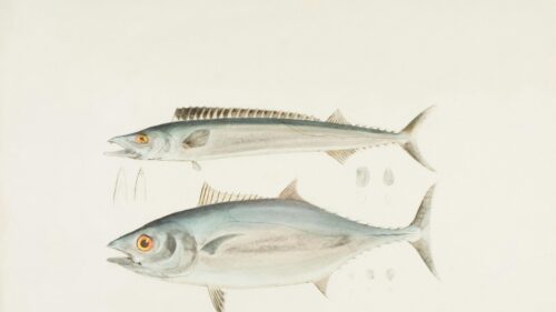 Vintage Scientific Illustration of Mackerel and Tuna Fish 4K Wallpaper