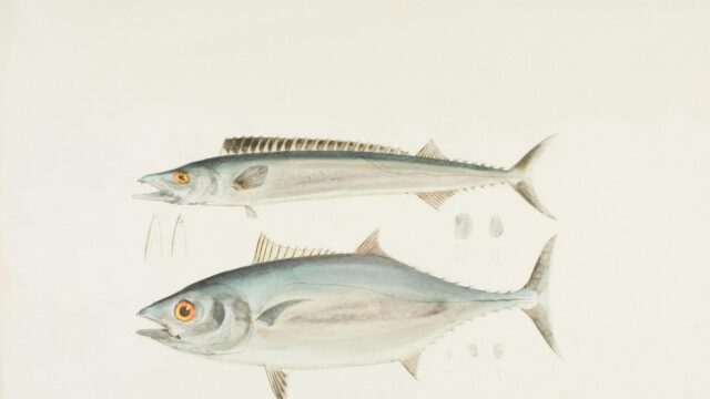 Vintage Scientific Illustration of Mackerel and Tuna Fish 4K Wallpaper
