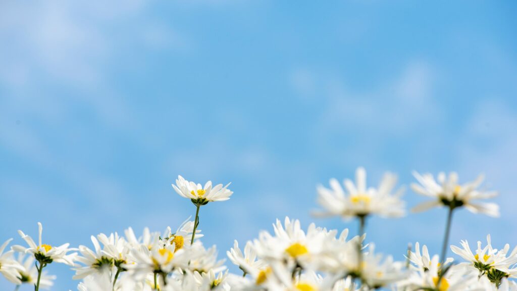 Stunning White Daisy Field Under Blue Sky Desktop Wallpaper