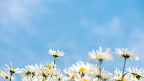 Stunning White Daisy Field Under Blue Sky Desktop Wallpaper