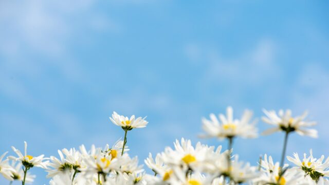 Stunning White Daisy Field Under Blue Sky Desktop Wallpaper