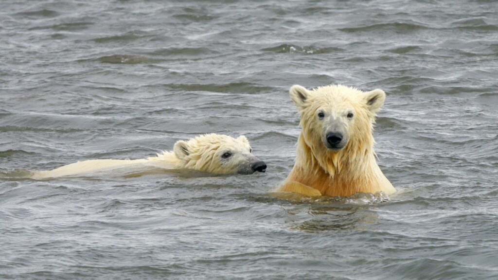 Majestic Polar Bear Mother and Cub Swimming in Arctic Ocean Desktop Wallpaper