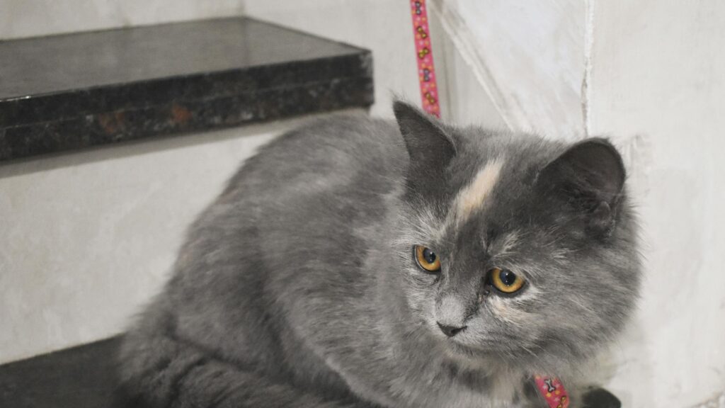 Cute Grey Tortoiseshell Kitten Resting Indoors 4K Desktop Wallpaper