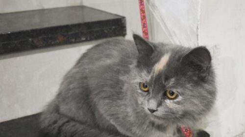 Cute Grey Tortoiseshell Kitten Resting Indoors 4K Desktop Wallpaper