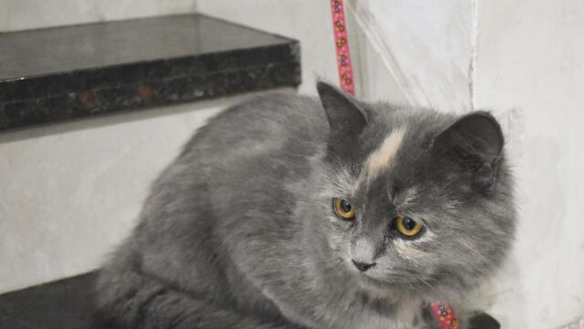 Cute Grey Tortoiseshell Kitten Resting Indoors 4K Desktop Wallpaper