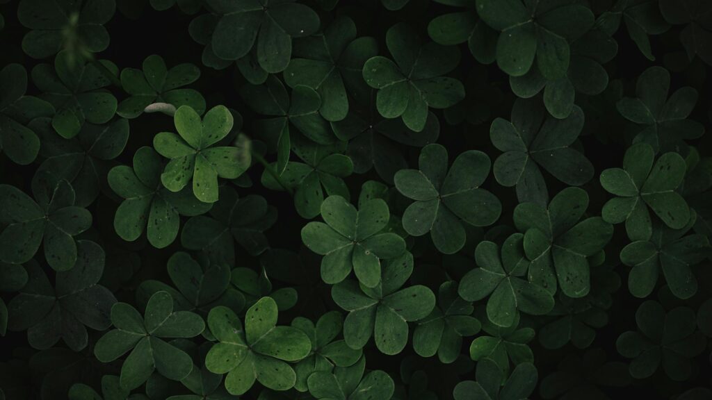 Macro Green Shamrock Clover Field Nature 4K Desktop Wallpaper