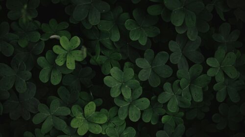 Macro Green Shamrock Clover Field Nature 4K Desktop Wallpaper