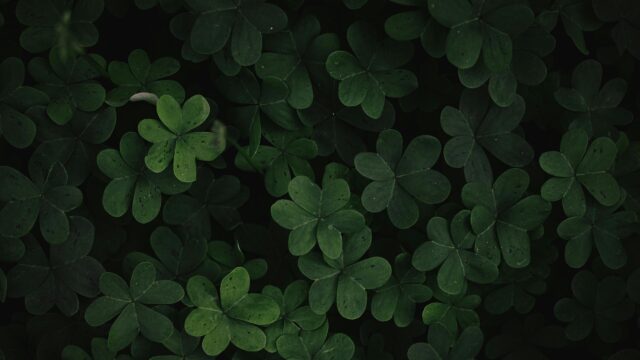 Macro Green Shamrock Clover Field Nature 4K Desktop Wallpaper