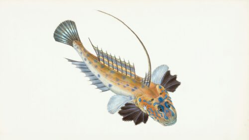 Stunning Colorful Dragonet Fish Artistic Illustration 4K Desktop Wallpaper