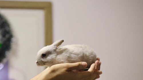 Adorable Tiny White Baby Bunny Held in Hands 4K Desktop Wallpaper