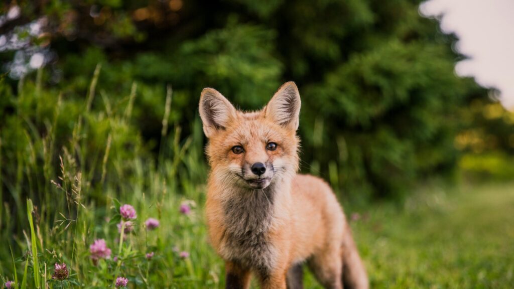 Stunning Close-Up Red Fox Portrait in Lush Meadow 4K Desktop Wallpaper