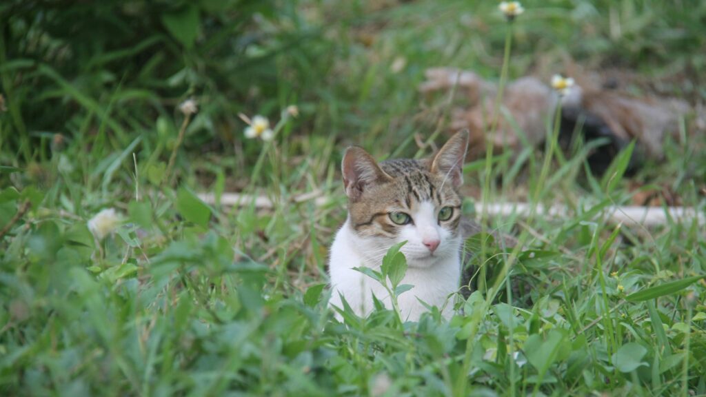 Alert Tabby Cat Resting in Green Grass Desktop Wallpaper