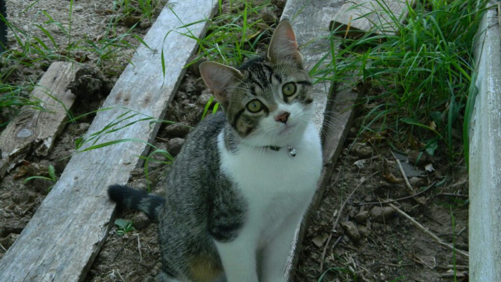 Cute Tabby Cat With Green Eyes Sitting Outdoors Desktop Wallpaper