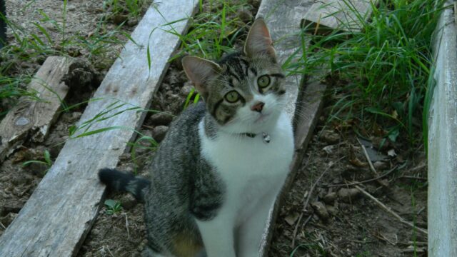 Cute Tabby Cat With Green Eyes Sitting Outdoors Desktop Wallpaper