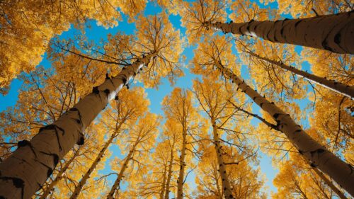 Stunning Golden Autumn Aspen Forest Low Angle View 4K Wallpaper