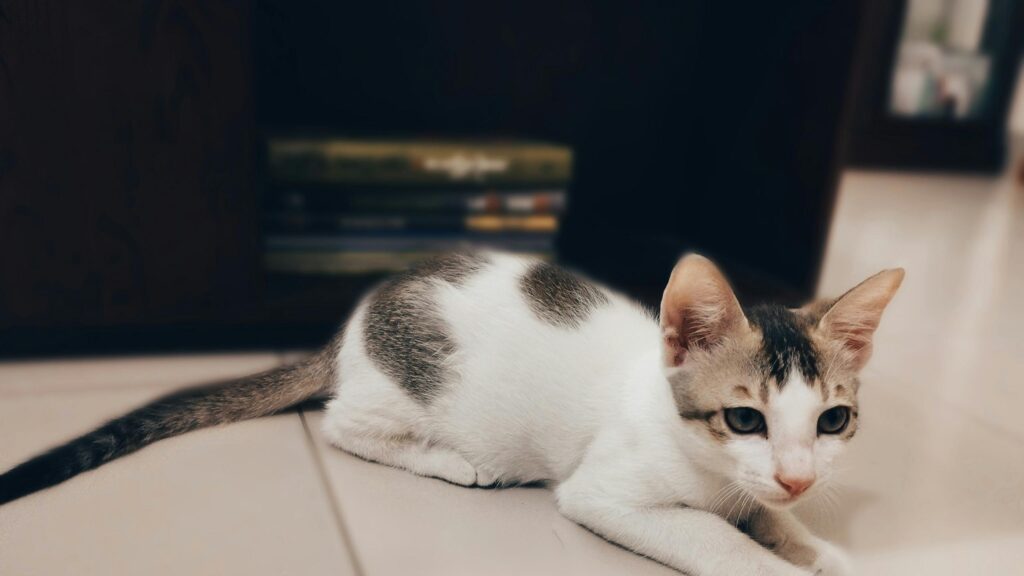 Adorable White and Grey Tabby Kitten Resting on Floor 4K Wallpaper